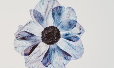 Comment dessiner une fleur