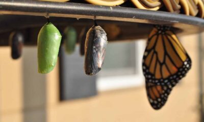 Transformer Une SASU En EURL : Pourquoi ? Quand ? Comment Le Faire ?