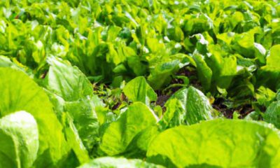 decouvrez-les-avantages-caches-dun-gaec-pour-une-exploitation-agricole-reussie