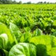 decouvrez-les-avantages-caches-dun-gaec-pour-une-exploitation-agricole-reussie