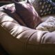 devenir-famille-daccueil-avantages-et-inconvenients-dune-experience-enrichissante