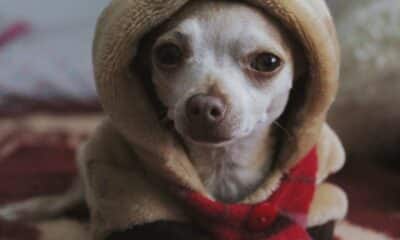 chihuahua marron portant une écharpe rouge et blanche