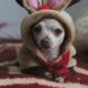 chihuahua marron portant une écharpe rouge et blanche