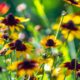 lactif-social-definition-et-composition-essentielle