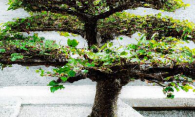 likigai-trouvez-votre-raison-detre-grace-au-secret-japonais