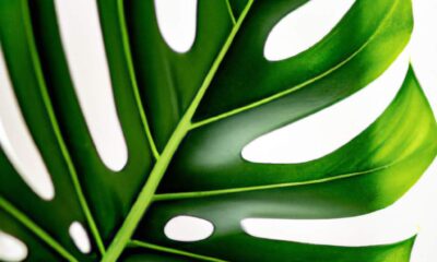 monstera-deliciosa-comment-entretenir-cette-plante-dinterieur-pour-quelle-sepanouisse